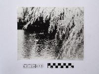 黃則修攝楊柳湖畔藏品圖，第1張