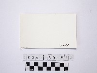 黃則修攝野柳地景燭臺石藏品圖，第2張