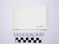 黃則修攝野柳地景藏品圖，第2張