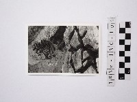 黃則修攝野柳地景藏品圖，第1張