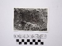 野柳地形藏品圖，第1張