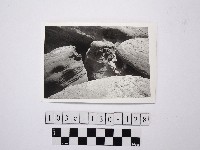 野柳地形藏品圖，第1張