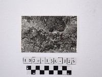 野柳地形藏品圖，第1張