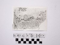 野柳地形藏品圖，第1張