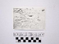 野柳地形藏品圖，第1張