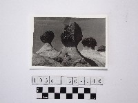 蜂窩岩藏品圖，第1張