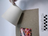 天人菊花叢藏品圖，第2張