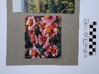 天人菊藏品圖，第1張