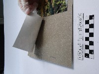 天人菊藏品圖，第2張