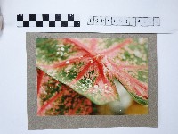 植物藏品圖，第1張