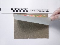 植物藏品圖，第2張