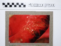 植物藏品圖，第1張