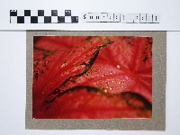 植物藏品圖，第1張