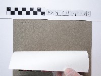 彩葉草藏品圖，第2張