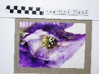 烏頭花藏品圖，第1張