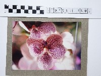 蘭花藏品圖，第1張