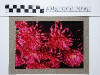 粉色菊花藏品圖，第1張