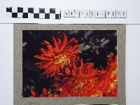 紅色菊花藏品圖，第1張