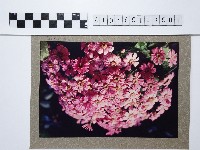 桃粉色菊花叢藏品圖，第1張