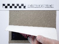 桃粉色菊花叢藏品圖，第2張