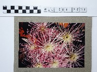 麵線菊藏品圖，第1張