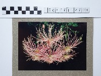 麵線菊藏品圖，第1張