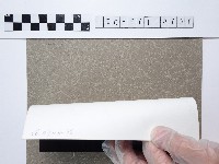 麵線菊藏品圖，第2張