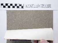 麵線菊藏品圖，第2張