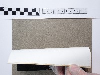 麵線菊藏品圖，第2張