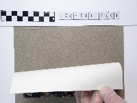 菊花藏品圖，第2張