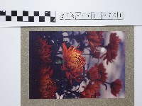 菊花藏品圖，第1張