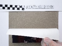 菊花藏品圖，第2張