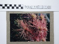 麵線菊藏品圖，第1張