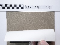 麵線菊藏品圖，第2張