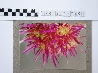 菊花藏品圖，第1張