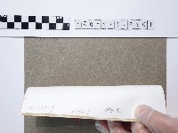 菊花藏品圖，第2張