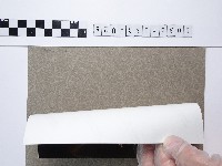 麵線菊藏品圖，第2張