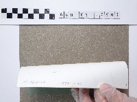 黃色菊花藏品圖，第2張