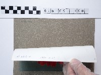 紅色菊花藏品圖，第2張