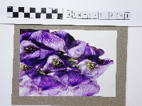 紫色烏頭花藏品圖，第1張