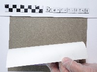 紫色烏頭花藏品圖，第2張