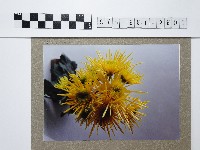 黃色土木香藏品圖，第1張