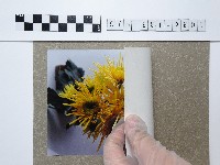 黃色土木香藏品圖，第2張