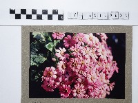 粉色菊花叢藏品圖，第1張