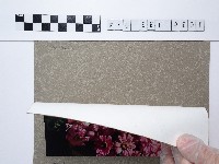 粉色菊花叢藏品圖，第2張