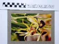 黃色章魚蘭藏品圖，第1張