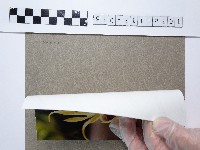 黃色章魚蘭藏品圖，第2張