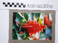 一串紅藏品圖，第1張