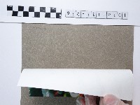 一串紅藏品圖，第2張