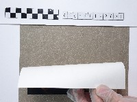 紫薇藏品圖，第2張